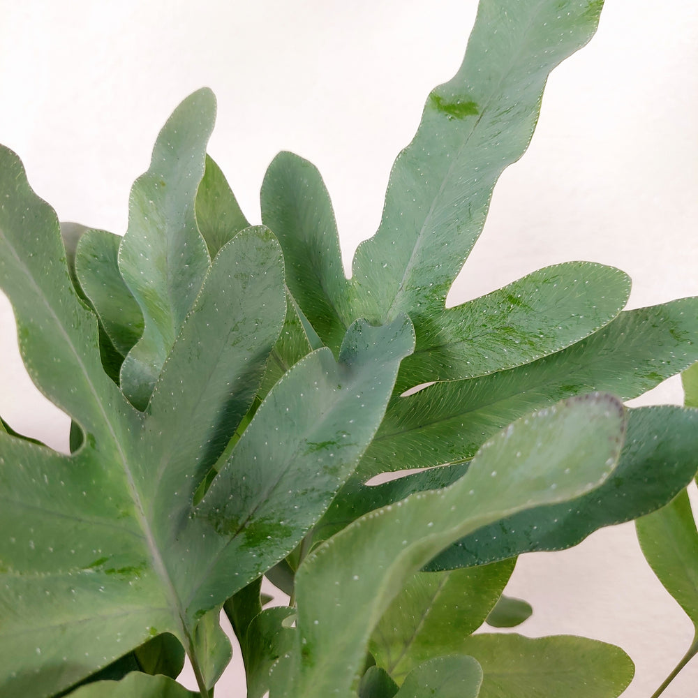 blue star fern leaf Phlebodium Blue Star Fern – Buy Blue Star Fern Houseplant Online