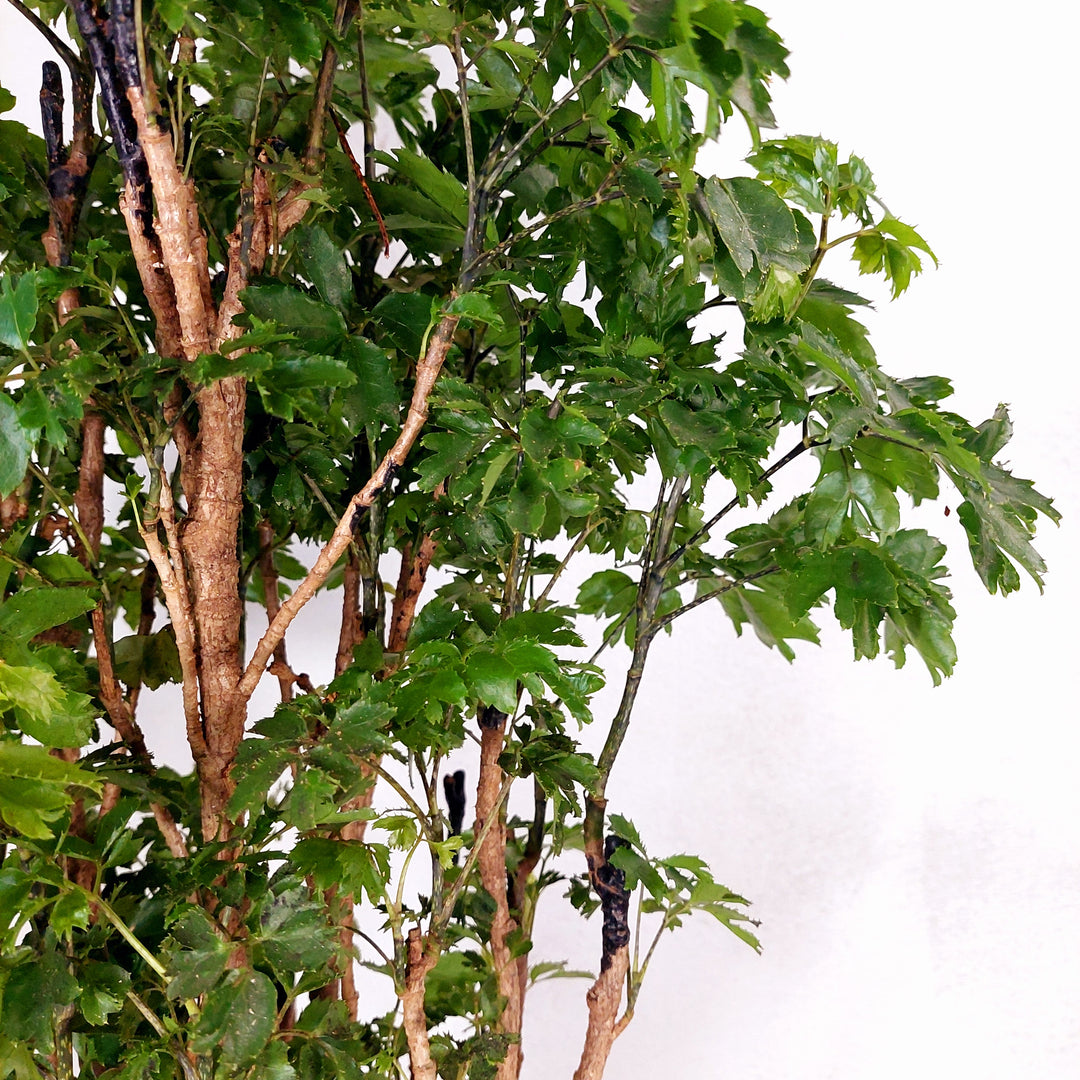 Polyscias ‘Roble’ (Aralia Roble)