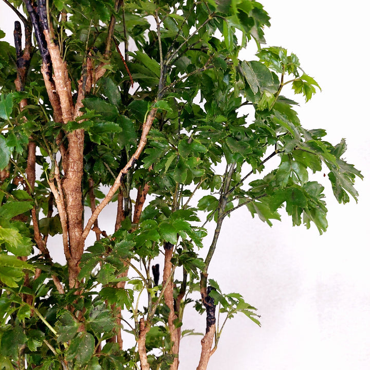 Polyscias ‘Roble’ (Aralia Roble)