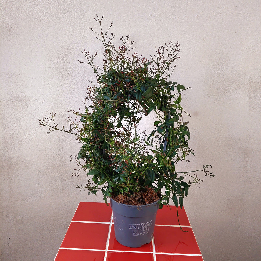 winter flowering indoor plants uk asminum polyanthum 'Winter Jasmine' — Fragrant Winter-Flowering Indoor Jasmine Houseplant UK – Plant Studio