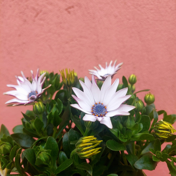 Osteospermum ‘White Spoon’ -African Daisy ‘White Spoon’