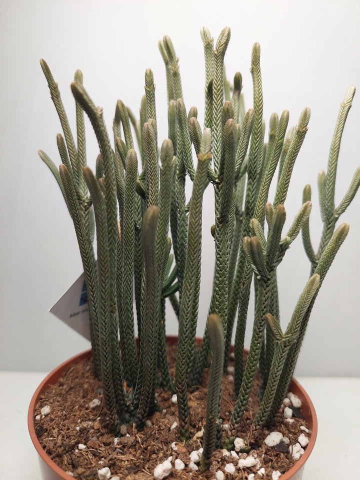 Crassula muscosa 'Harmony in Green' - Watch Chain Plant