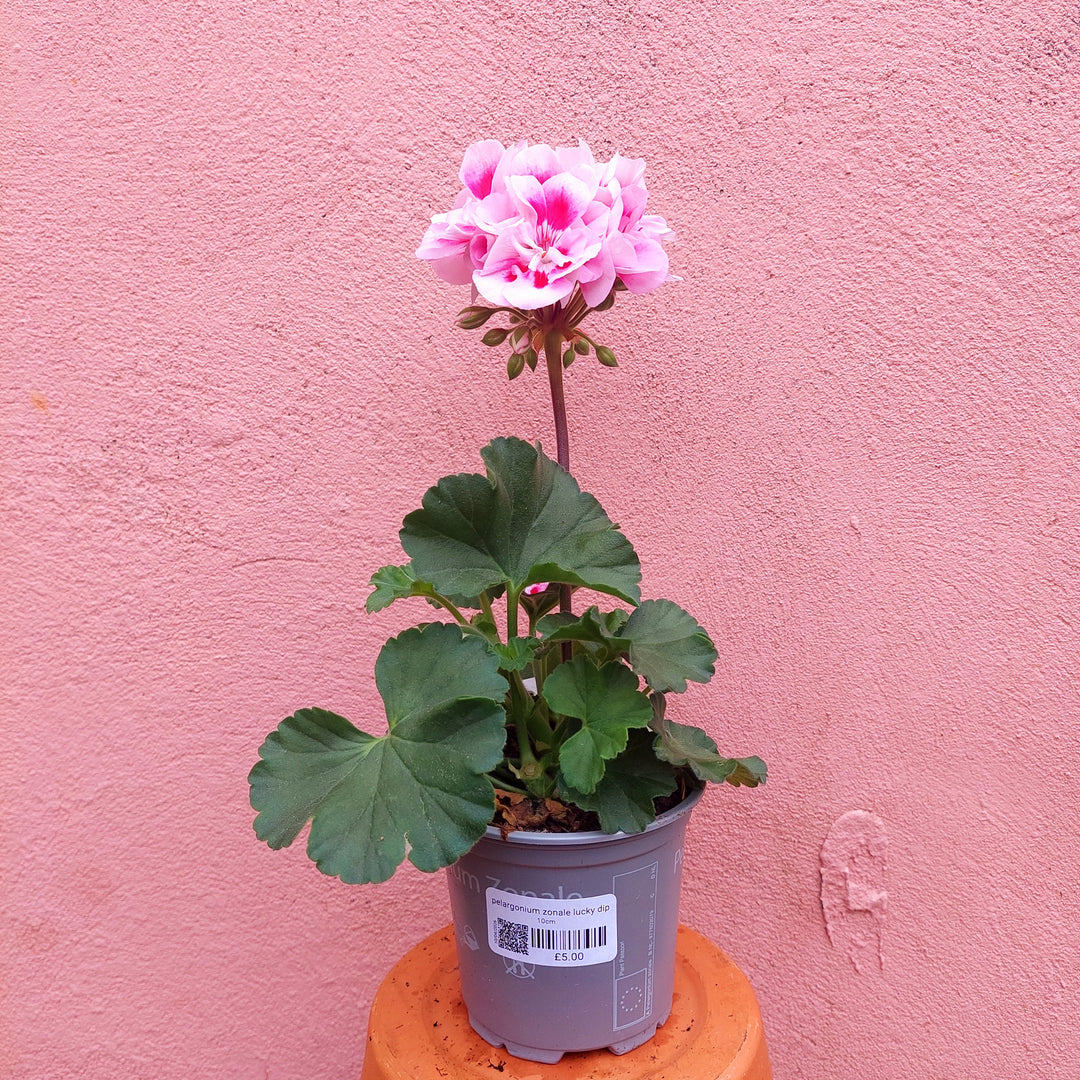 Pelargonium zonale lucky dip – Zonal Geranium
