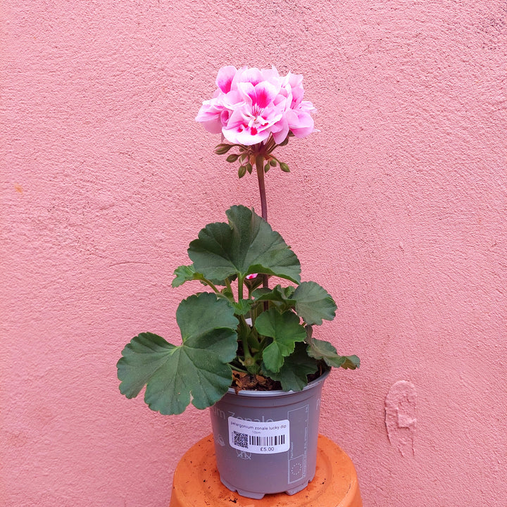 Pelargonium zonale lucky dip – Zonal Geranium