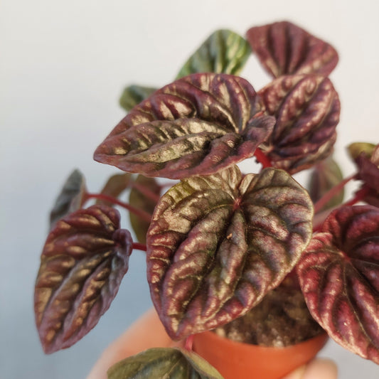 Peperomia caperata 'Red' - Red Ripple Peperomia