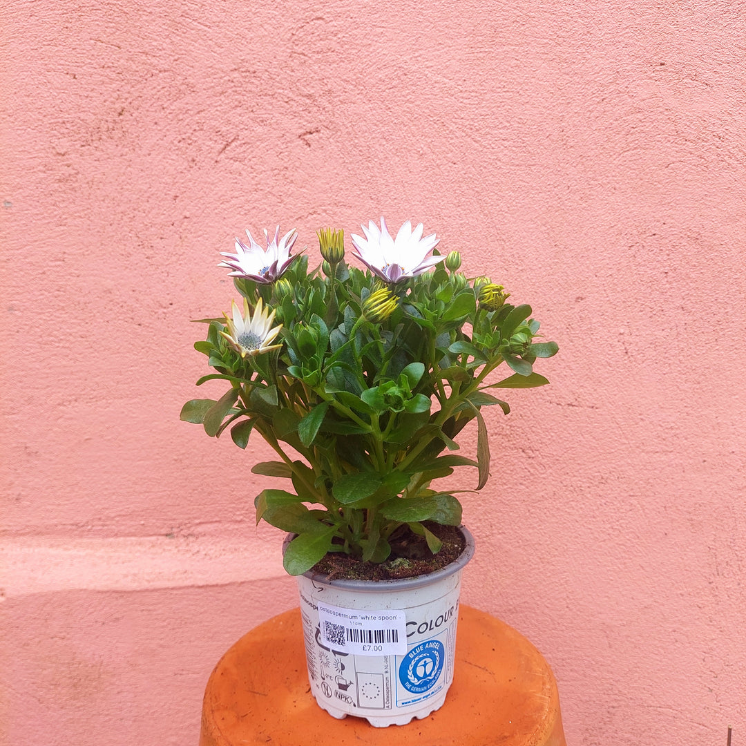 Osteospermum ‘White Spoon’ -African Daisy ‘White Spoon’