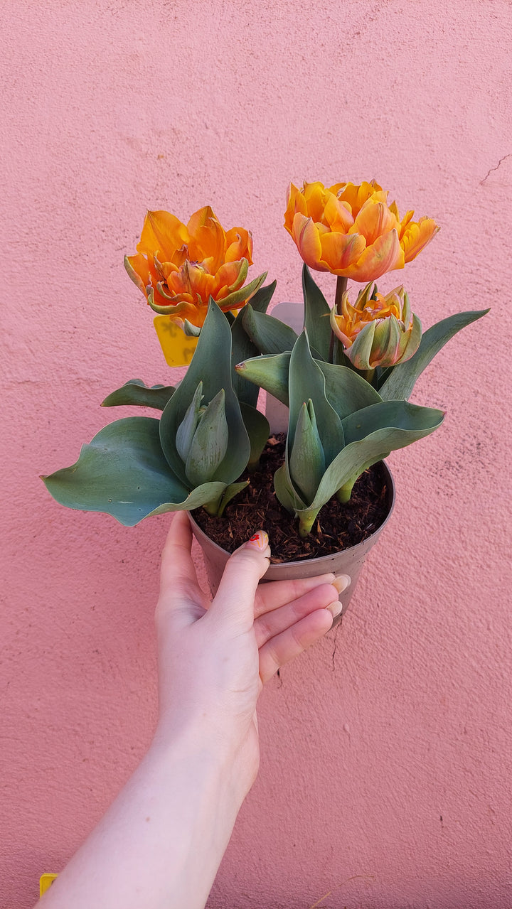 Tulips Orange Princess English Grown