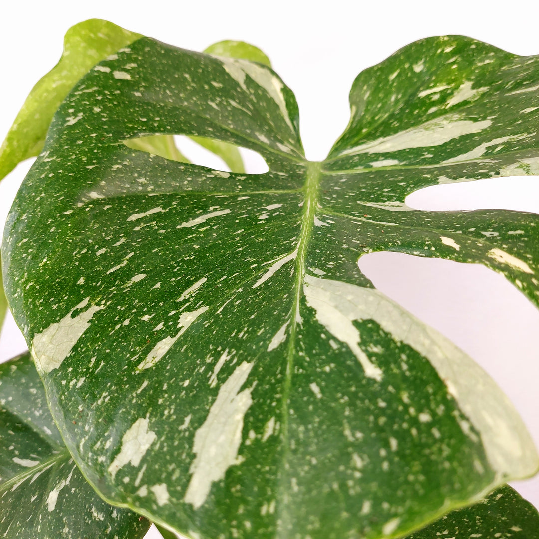 Monstera deliciosa ‘Thai Constellation’