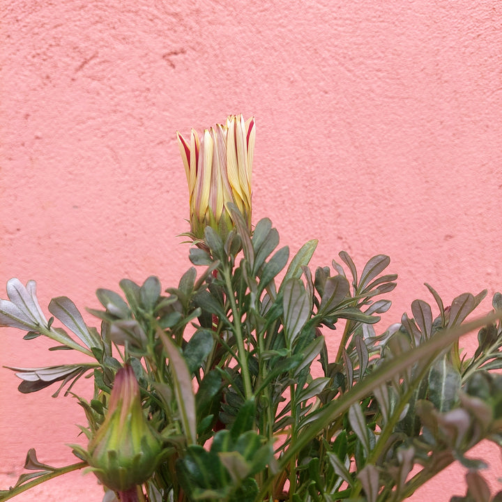 Gazania 'Big Kiss White Flame'