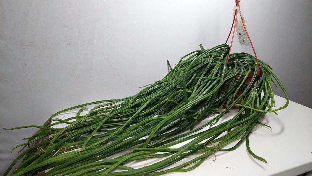 Selenicereus wercklei - Rhipsalis Lumbricoides - Rhipsalis 'Leiza' - Moonlight cactus