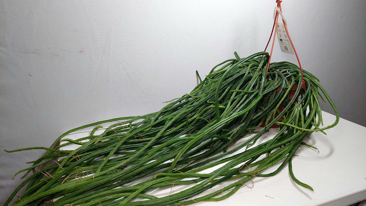 Selenicereus wercklei - Rhipsalis Lumbricoides - Rhipsalis 'Leiza' - Moonlight cactus