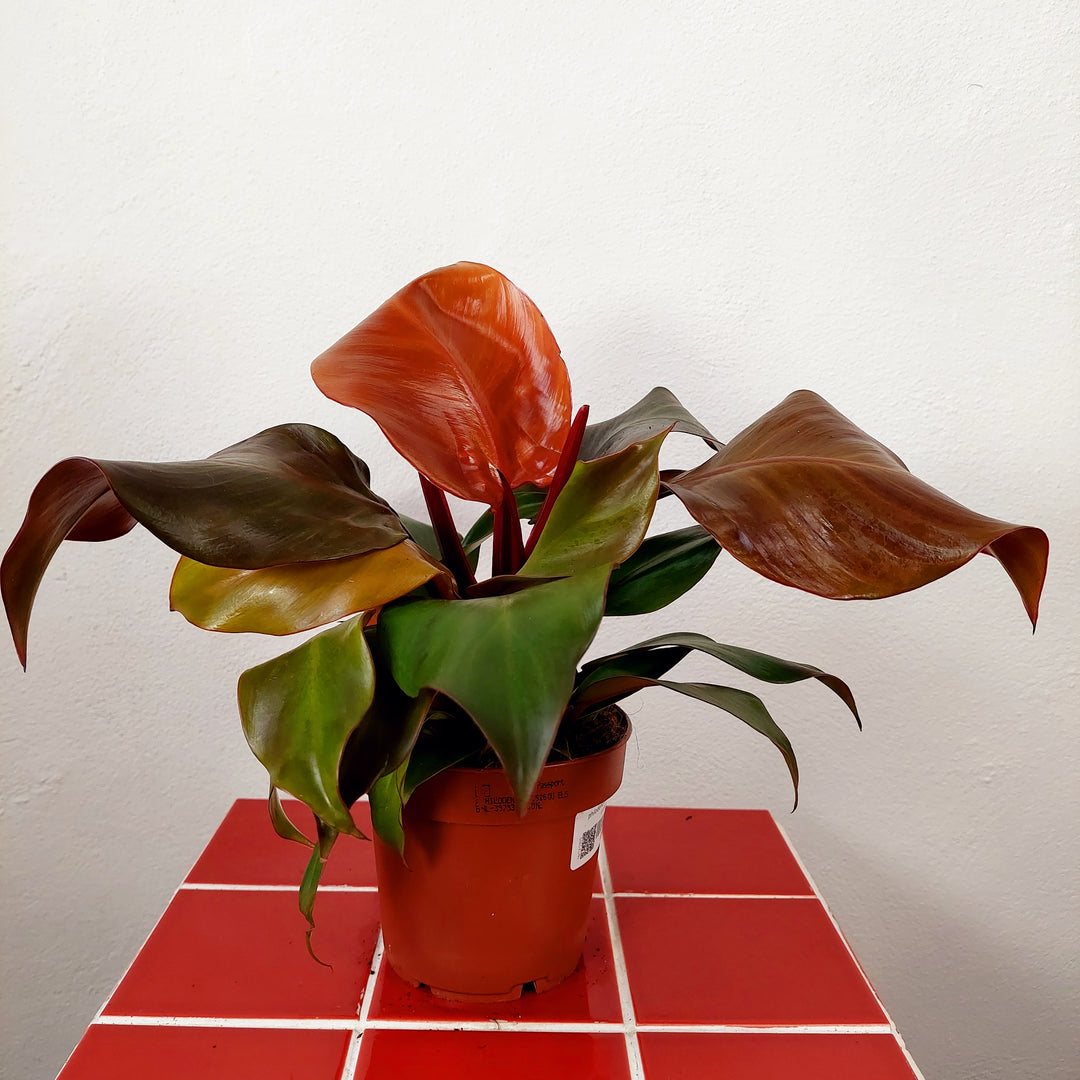 Philodendron 'Sunlight'