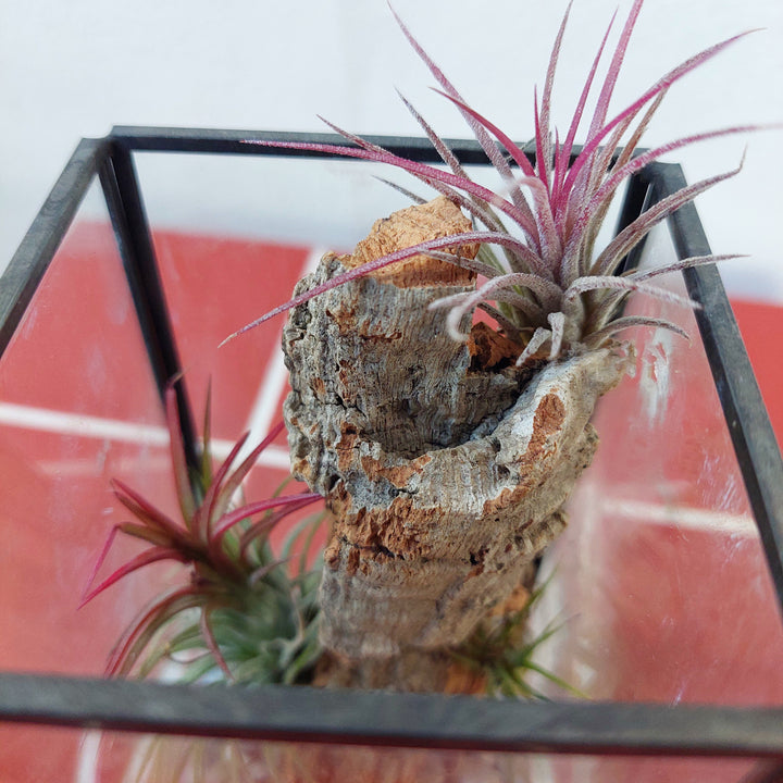 Plant.Studio Open-Air Plant Terrarium Lucky Dip – Mini Indoor Garden