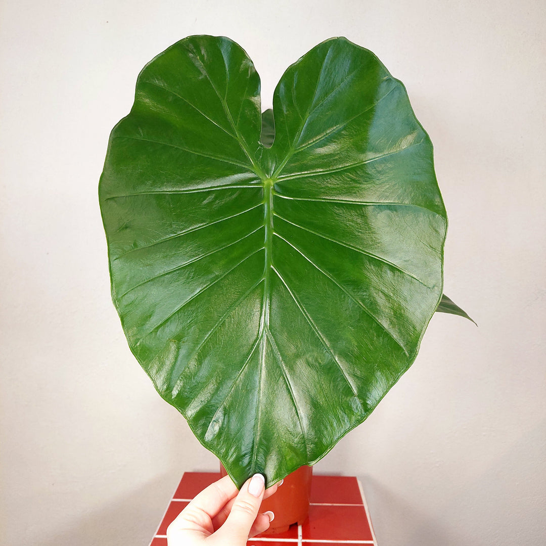 is elephant ear plant taro Alocasia macrorrhizos – Giant Taro / Elephant Ear – Plant Studio