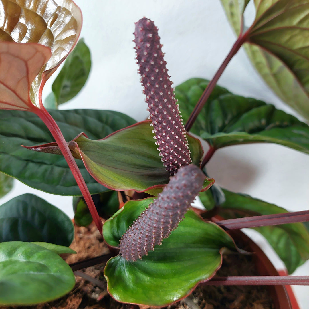 anthurium hybride rouge Anthurium radicans × luxurians – Quilted Hybrid Anthurium