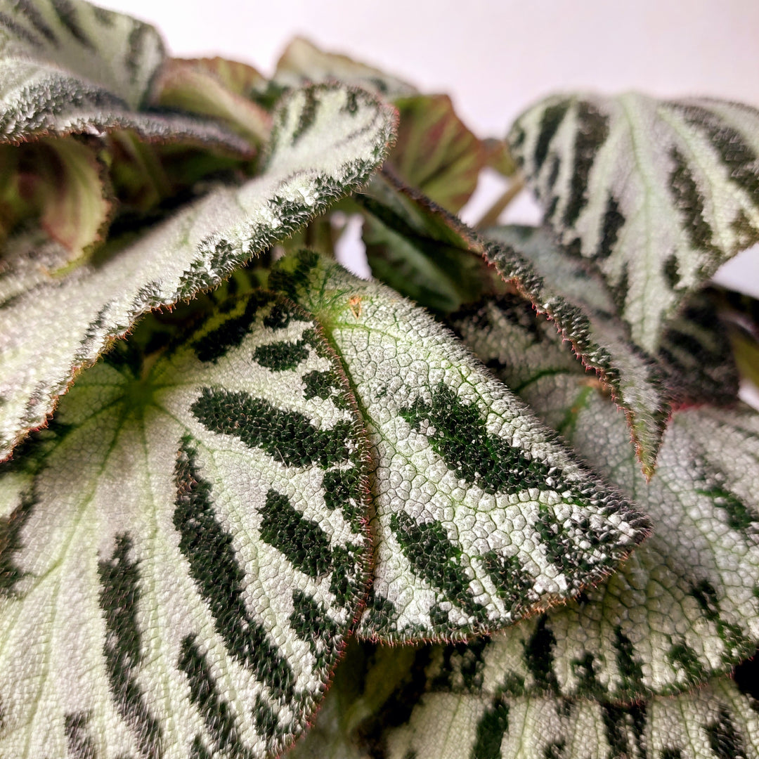 Begonia Silver Jewel