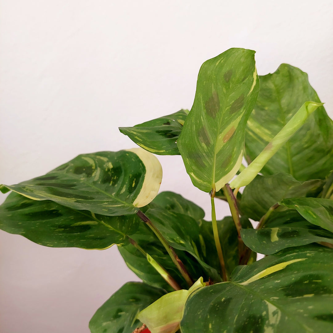 Maranta Fiesta - Variegated Maranta