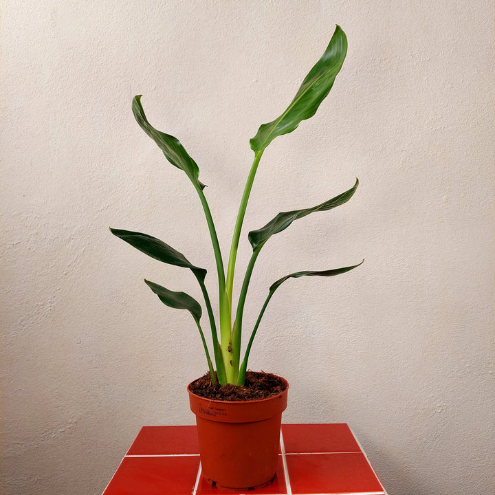 Strelitzia reginae – Bird of Paradise