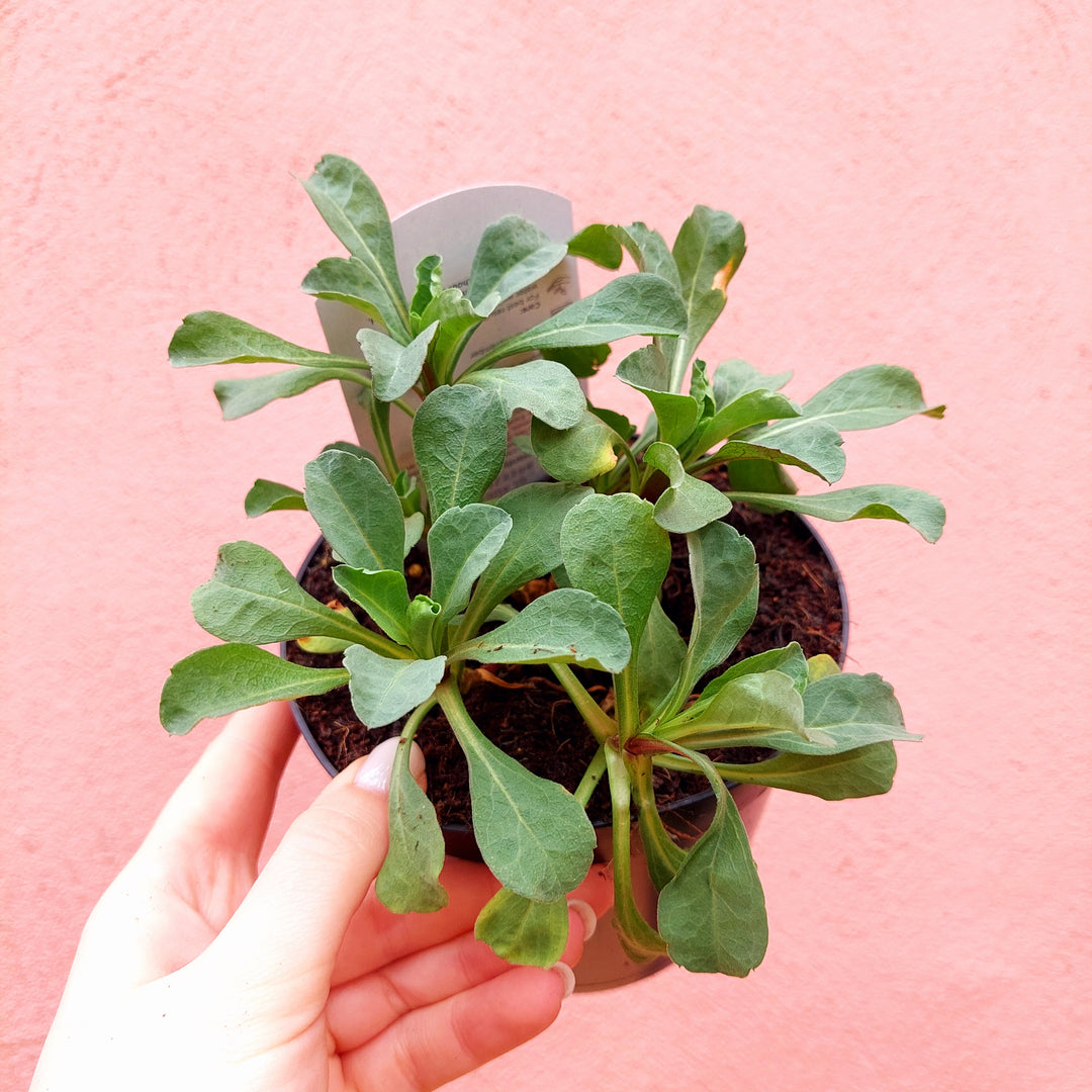 Herbaceous Perennial Lucky Dip