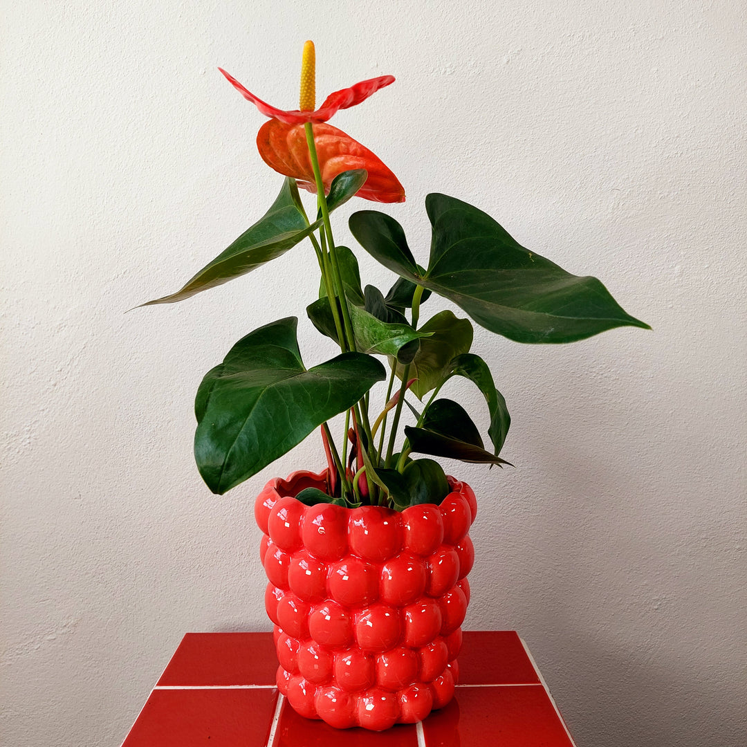 Henny Pot – Coral Bubble Ceramic Planter (D16 × H15.5cm)