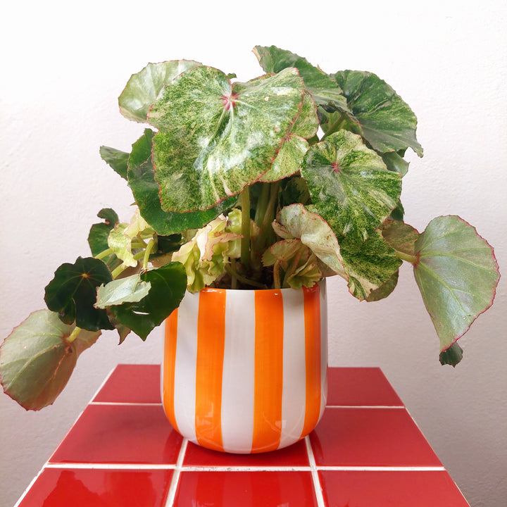 Orange and White Striped Ceramic Planter 13cm