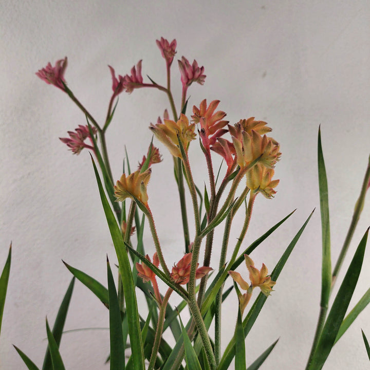Anigozanthos - Kangaroo Paw