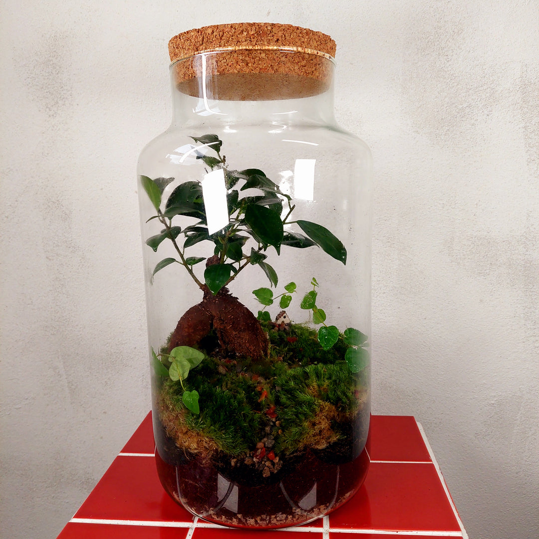 Plant.Studio 'Borrowers' Terrarium