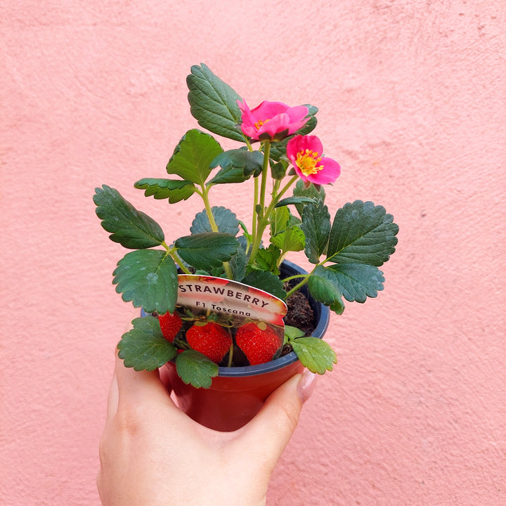 Strawberry Plant- Lucky Dip Uk Grown