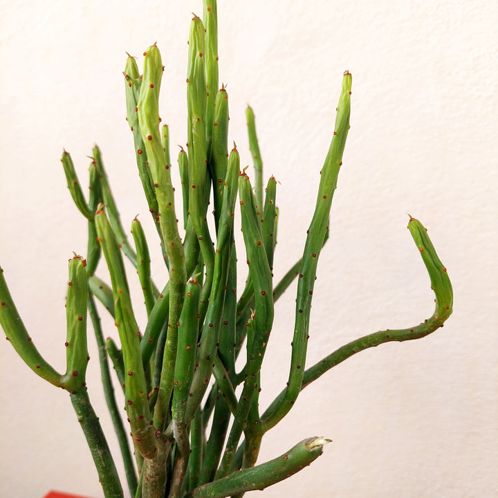 Euphorbia leucodendron – Cat Tail Euphorbia