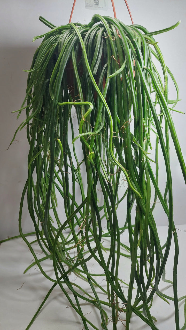 Selenicereus wercklei - Rhipsalis Lumbricoides - Rhipsalis 'Leiza' - Moonlight cactus
