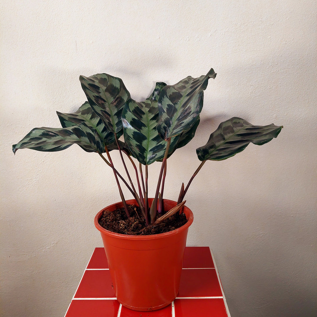 Calathea dressleri ‘Helen Kennedy’
