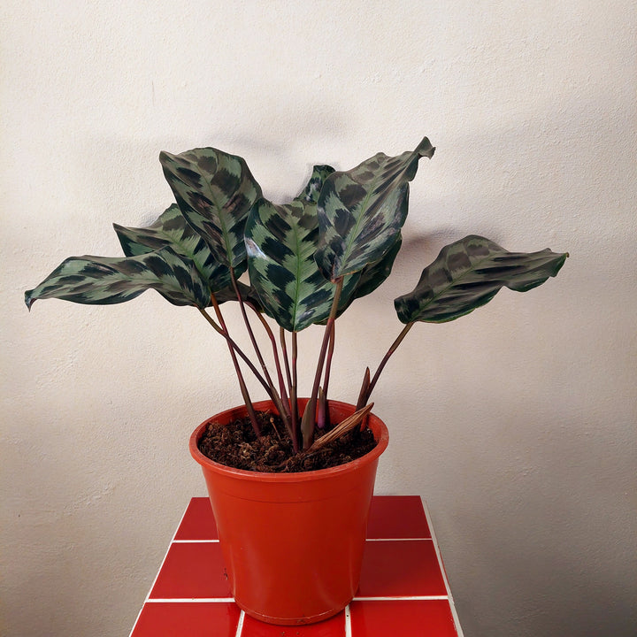 Calathea dressleri ‘Helen Kennedy’