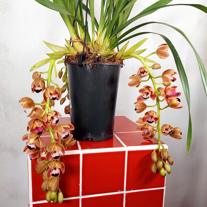 Cymbidium ‘Novia’ - boat orchid