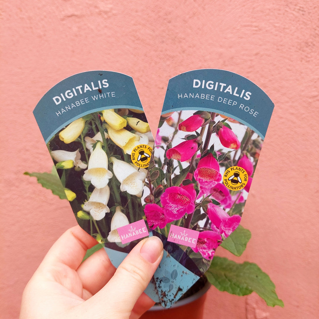 Digitalis purpurea – Foxglove Lucky Dip (UK Grown)