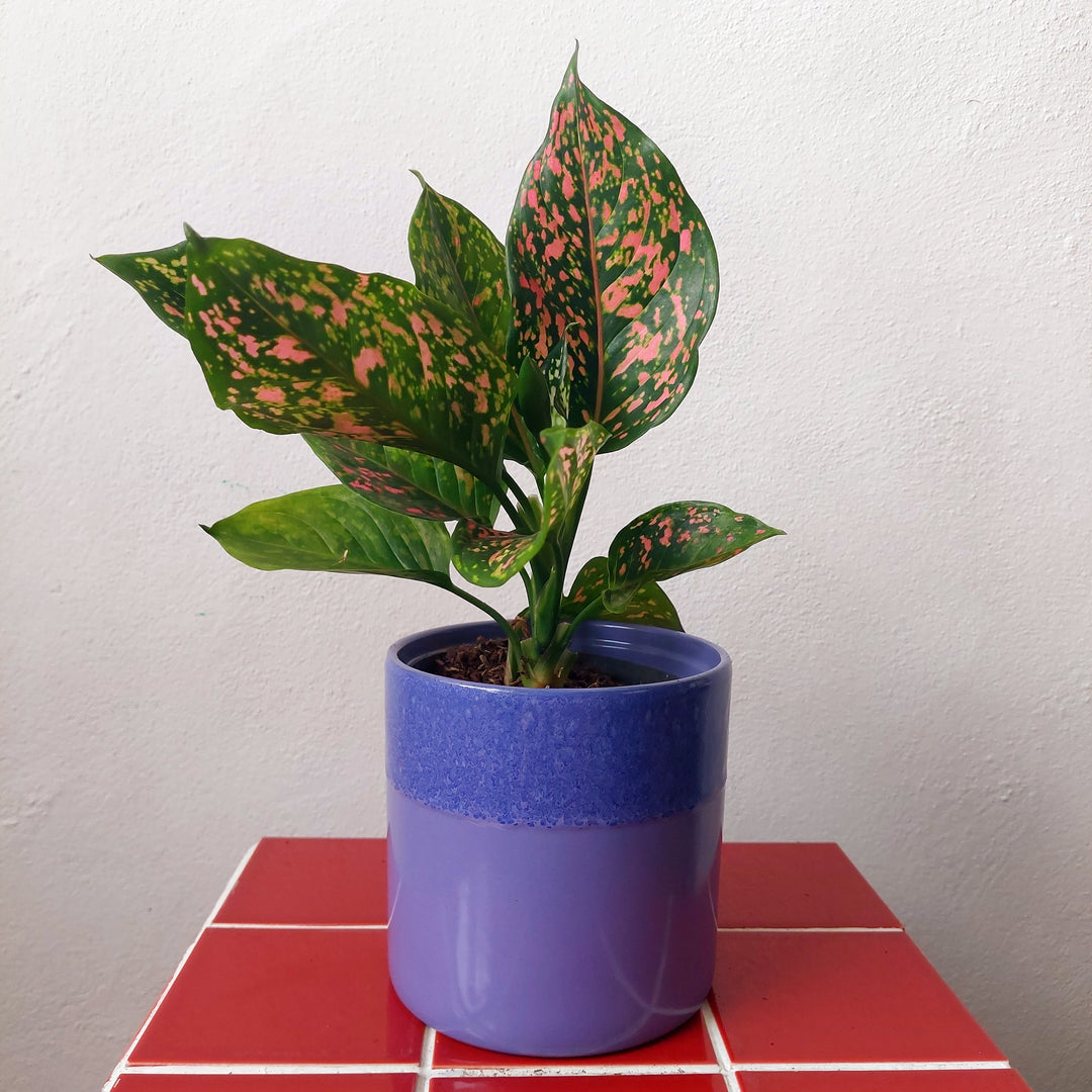 Lilac Reactive Glaze Ceramic Pot – 13cm