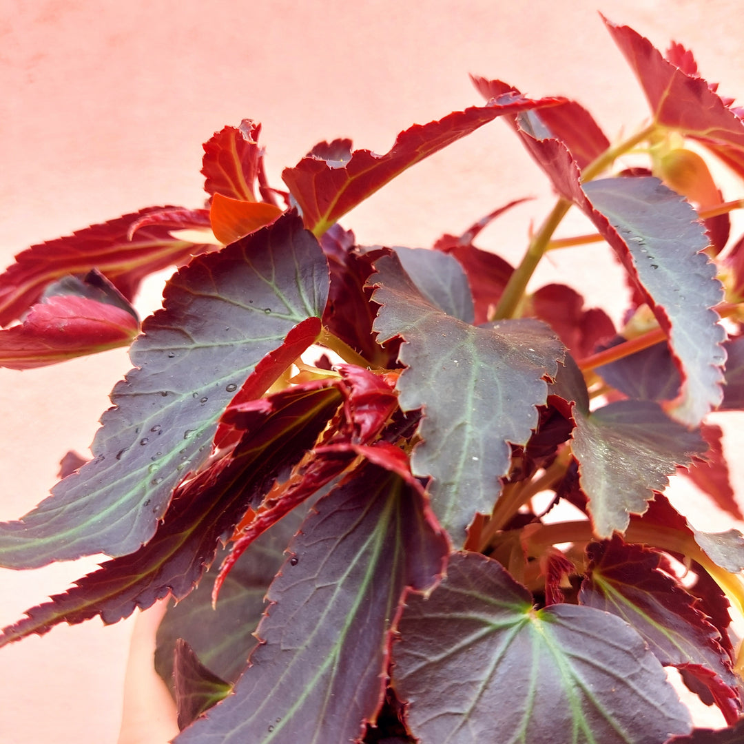 Begonia tenella lucky dip mix