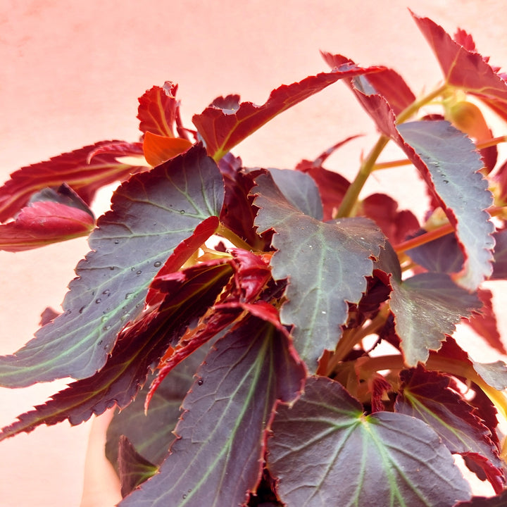 Begonia tenella lucky dip mix