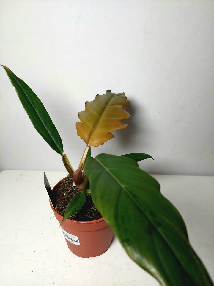 Philodendron ‘Chocolate Empress’