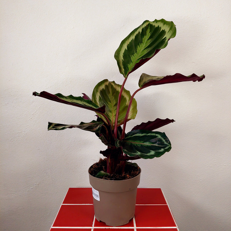 prayer plant medallion Calathea 'Medallion' – Prayer Plant | Decorative Indoor Houseplant