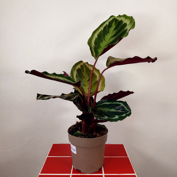Calathea Medallion - Prayer plant