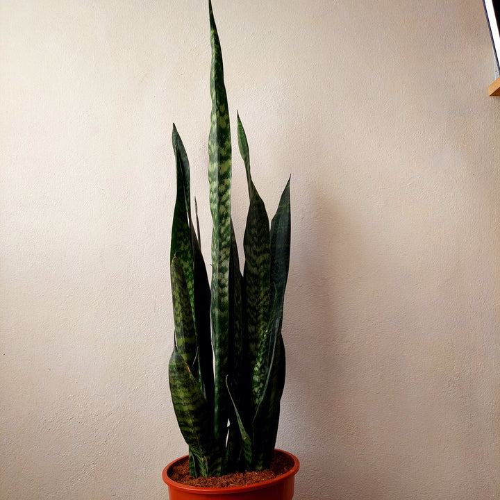 Sansevieria zeylanica -Snake Plant