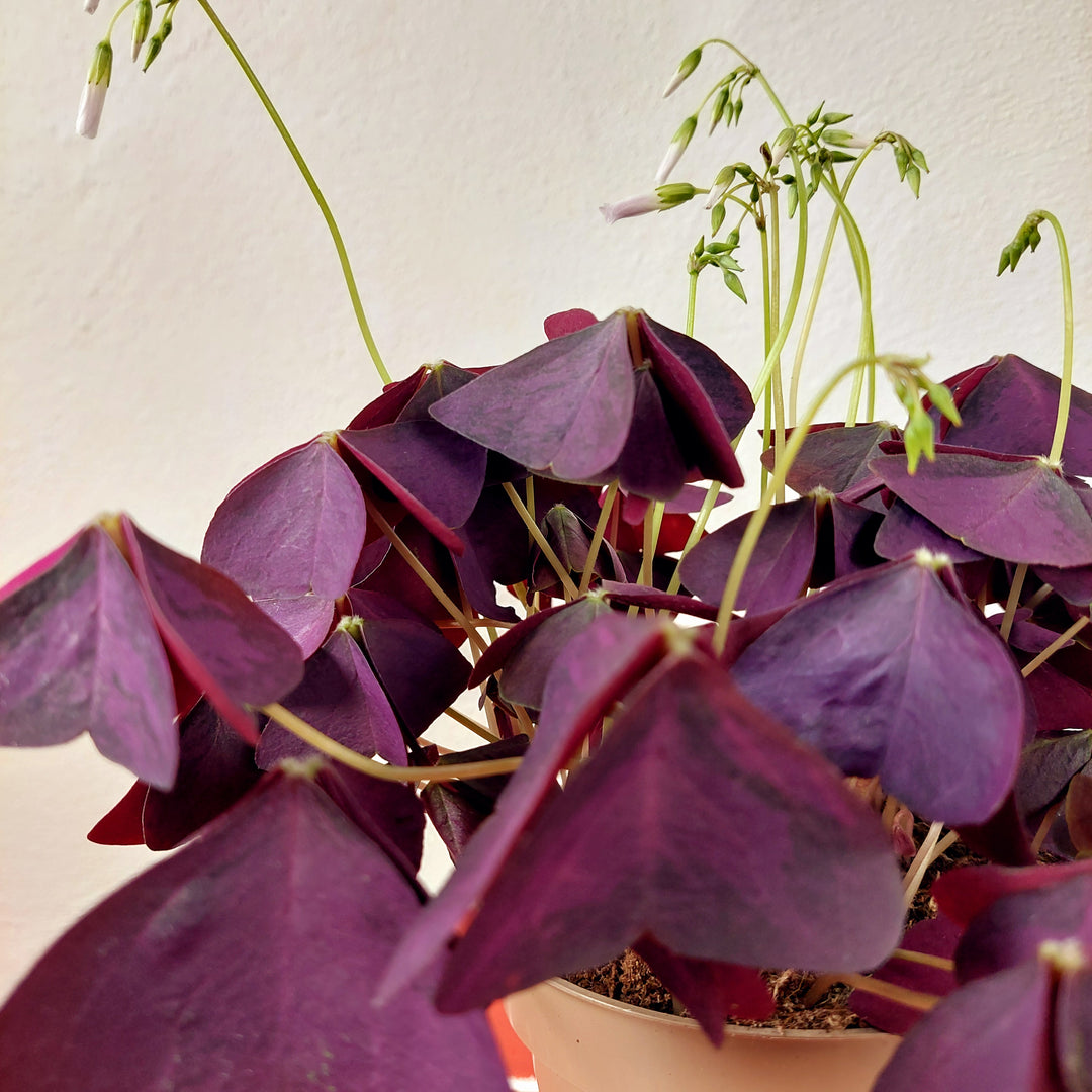 oxalis indoor plant Oxalis Triangularis – False Shamrock