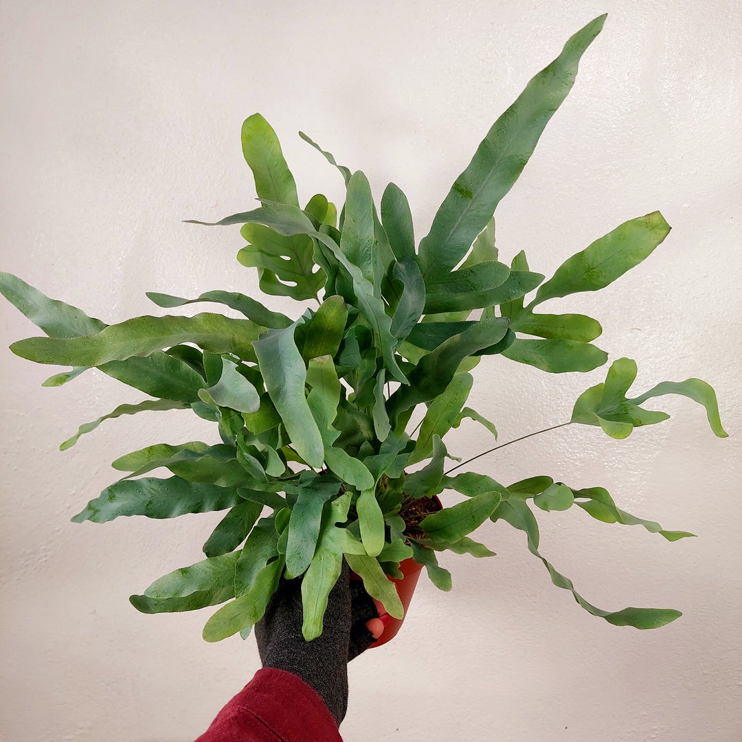 buy blue star fern Phlebodium Blue Star Fern – Buy Blue Star Fern Houseplant Online