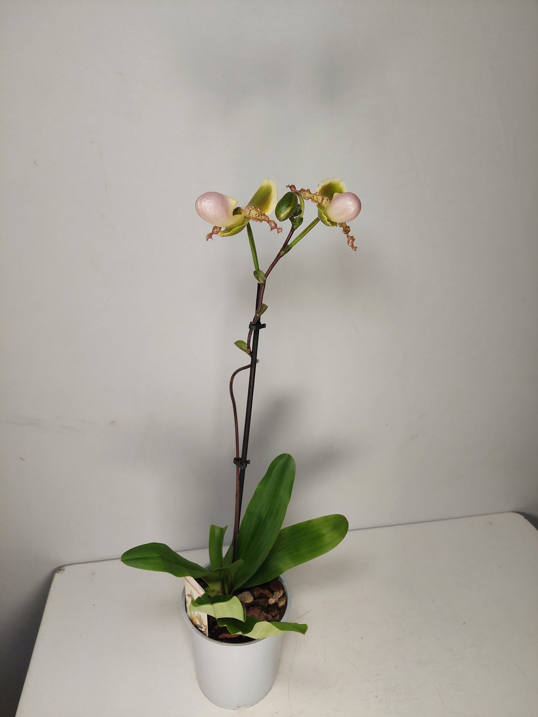 Paphiopedilum ‘Pinocchio’ - Lady’s Slipper Orchid-Venus Slipper