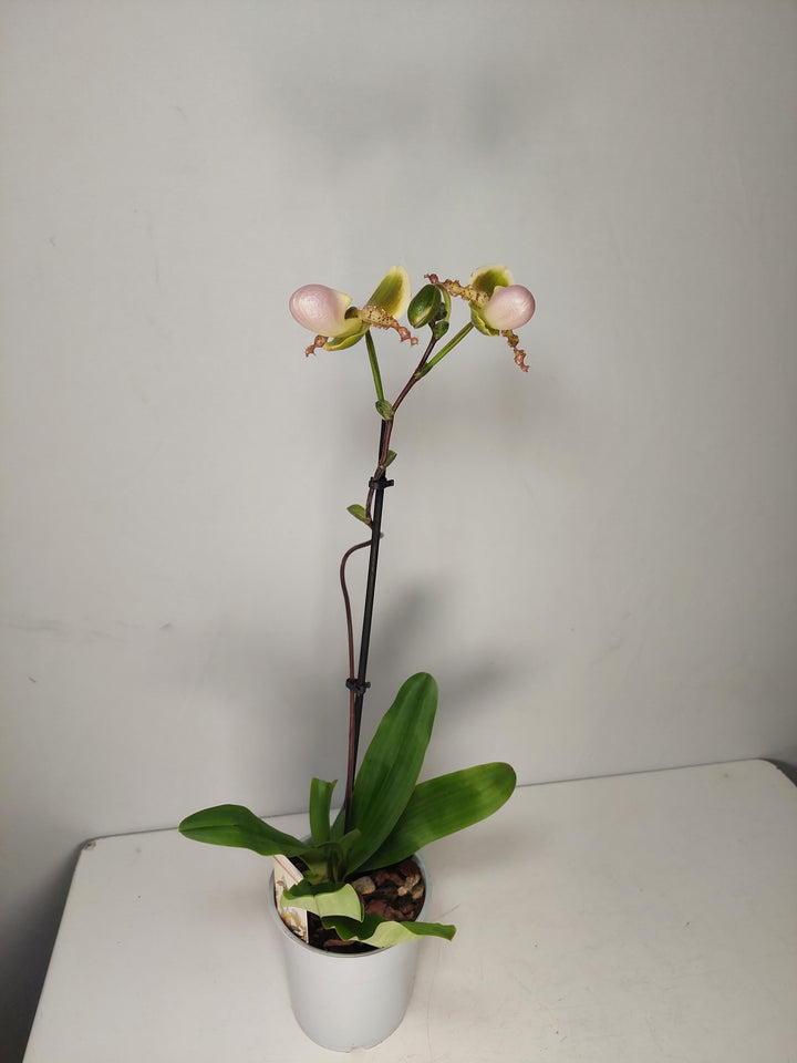 Paphiopedilum ‘Pinocchio’ - Lady’s Slipper Orchid-Venus Slipper