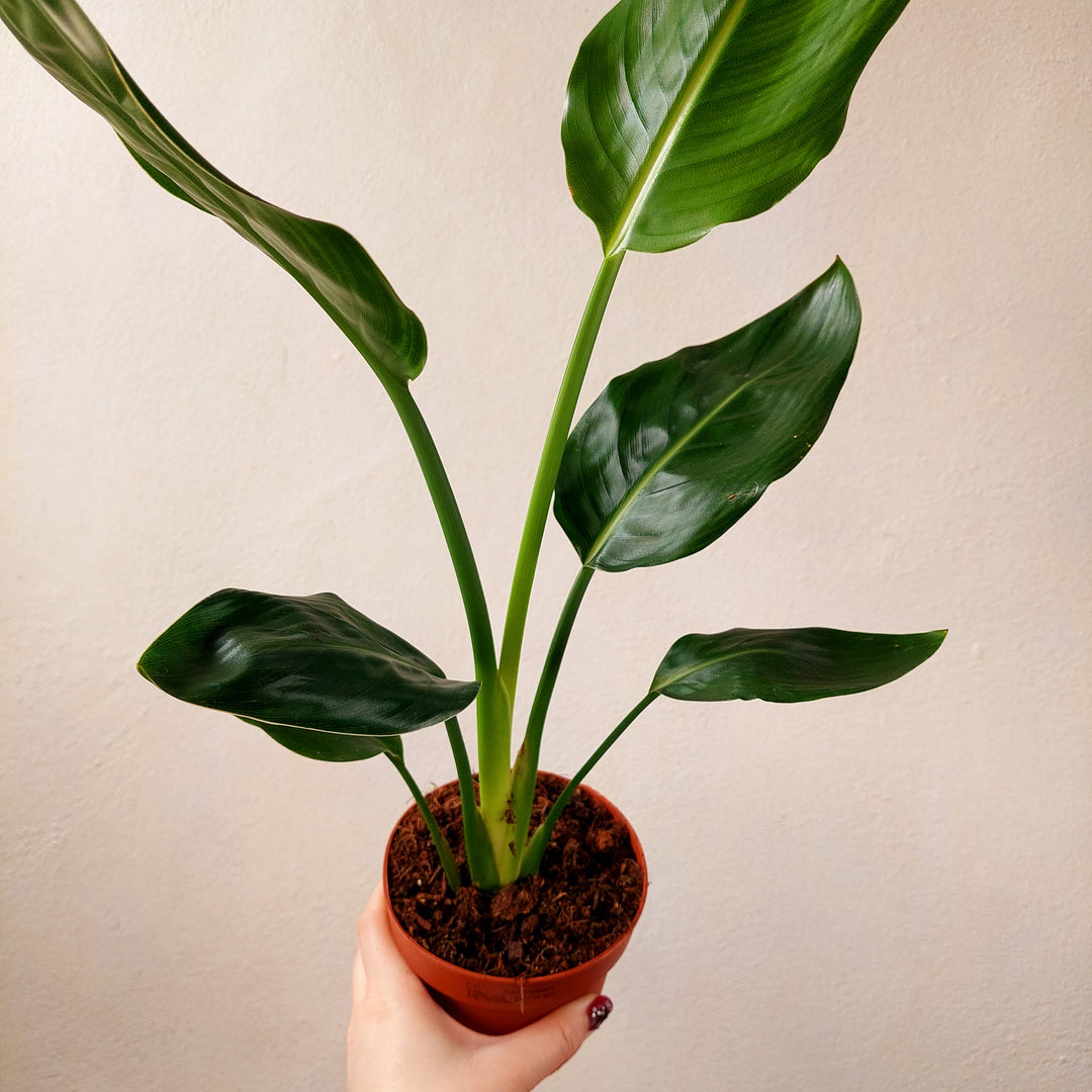 Strelitzia reginae – Bird of Paradise