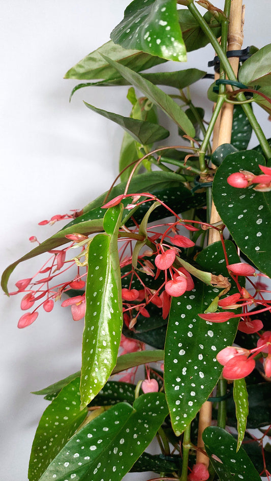 Begonia Corallina Roze - Angel Wing Begonia