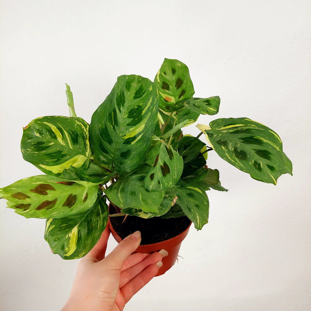 Maranta Fiesta - Variegated Maranta