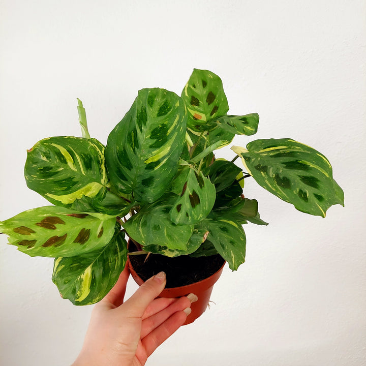 Maranta Fiesta - Variegated Maranta