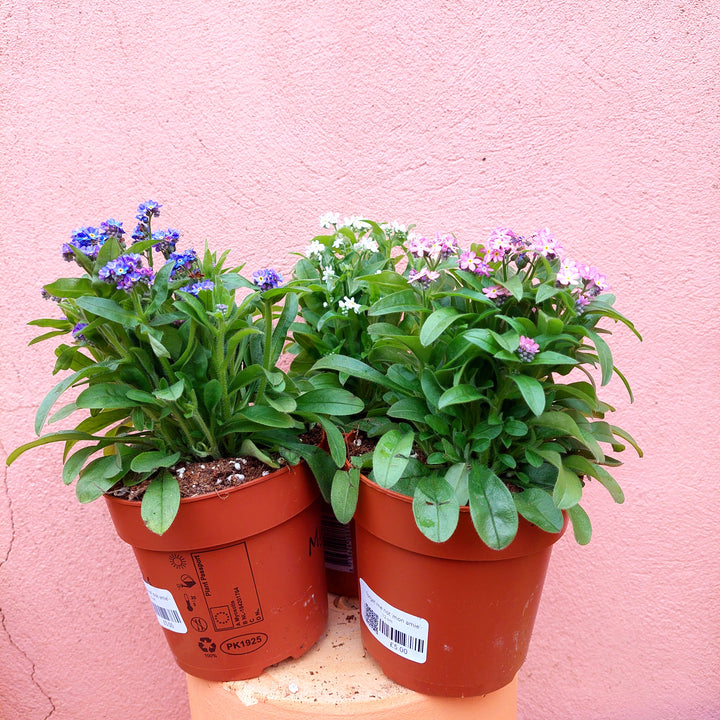 forget me not 'Mon Amie'-Myosotis sylvatica lucky Dip